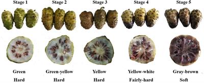 Variation in physicochemical properties and bioactivities of <mark class="highlighted">Morinda</mark> citrifolia L. (Noni) polysaccharides at different stages of maturity